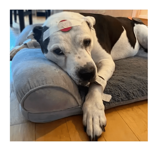 Animals Love Magnets!